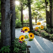 🌻Mother's Day Sale 49% OFF- 🌞Solar LED Sunflower Garden Lights-29.6inch/74cm