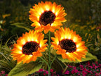 🔥Hot Sale 49% off🌟🌻 Solar Powered LED Sunflower Garden Lights Set