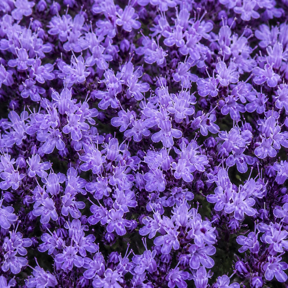 🌺Creeping Thyme Seeds, Multi‑Color Ground Cover Flower Seeds🌺