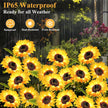 🌻Sunflower Solar Powered Lights for Garden（2PCS)