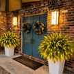 💛Glowing Boston Ferns with Lights – 🌿 Zero Watering, Zero Maintenance