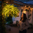 💛Glowing Boston Ferns with Lights – 🌿 Zero Watering, Zero Maintenance