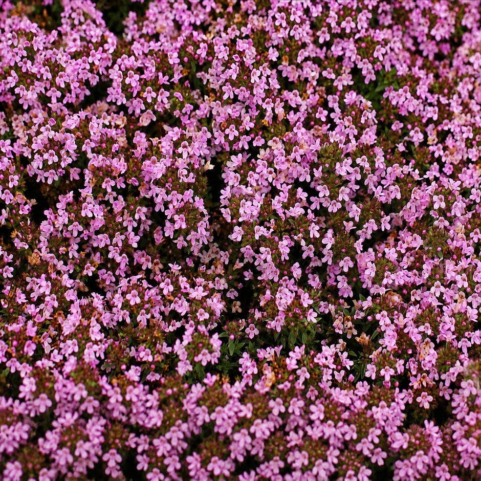 🌺Creeping Thyme Seeds, Multi‑Color Ground Cover Flower Seeds🌺