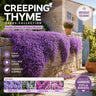 🌺Creeping Thyme Seeds, Multi‑Color Ground Cover Flower Seeds🌺